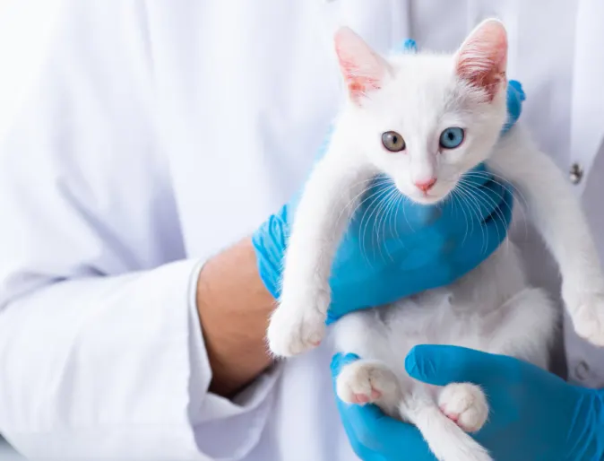 Veterinarian holding a white cat